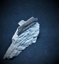 Ichthyosaur rib from Lyme regis