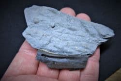 Ichthyosaur rib from Lyme regis