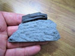 Ichthyosaur rib from Lyme regis