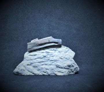 Ichthyosaur rib from Lyme regis
