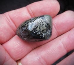 Ichthyosaurus bone in a Polished beach pebble