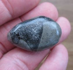 Ichthyosaurus polished pebble containing bones