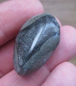 Ichthyosaurus polished pebble containing bones