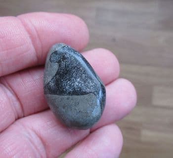 Ichthyosaurus polished pebble containing bones