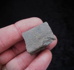 Ichthyosaurus  rib  section from Gloucester