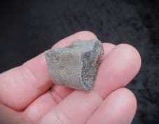 Ichthyosaurus  rib  section from Gloucester