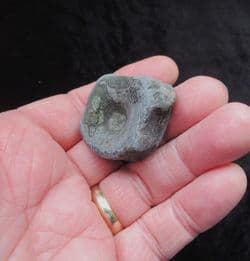 Ichthyosaurus  vertebra from the Jurassic coast