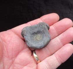 Ichthyosaurus  vertebra from the Jurassic coast