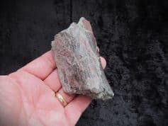 Iguananodon  large bone