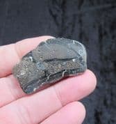 Iguanodon bone slice displaying beautiful cell structure