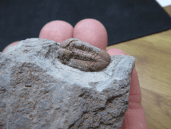 Illaenula cf.  Vietnamica pink trilobite!