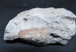 Illaenula cf.  Vietnamica pink trilobite!