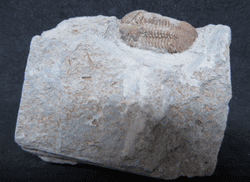 Illaenula cf.  Vietnamica pink trilobite!