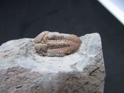 Illaenula cf.  Vietnamica pink trilobite!