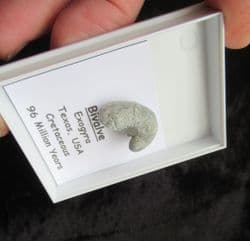 Ilymatogyra arietina Cretaceous index species