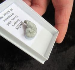 Ilymatogyra arietina Cretaceous index species