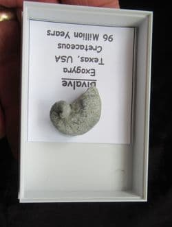 Ilymatogyra arietina Cretaceous index species