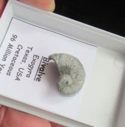 Ilymatogyra arietina Cretaceous index species