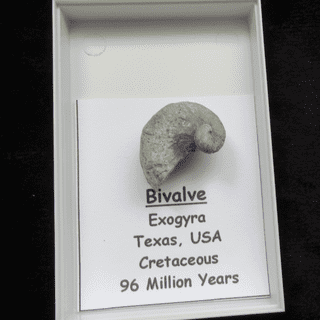 Ilymatogyra arietina Cretaceous index species