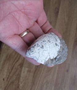 Inoceramus  pinnaeformis