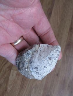 Inoceramus  pinnaeformis