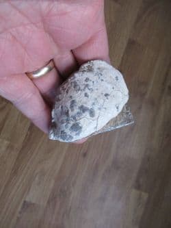 Inoceramus  pinnaeformis