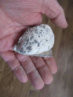 Inoceramus pinnaeformis