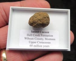 Insect Cocoon from the Cretaceous