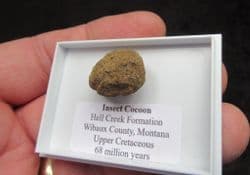 Insect Cocoon from the Cretaceous