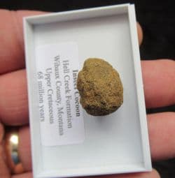 Insect Cocoon from the Cretaceous