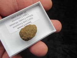 Insect Cocoon from the Cretaceous
