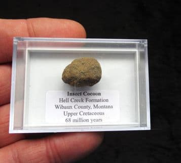 Insect Cocoon from the Cretaceous