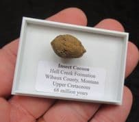Insect Cocoon from the Cretaceous