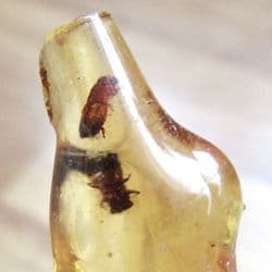 Insects in Copal Amber