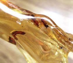 Insects in Copal Amber