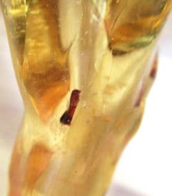 Insects in Copal Amber