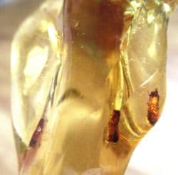 Insects in Copal Amber