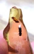 Insects in Copal Amber