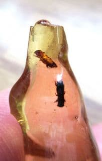 Insects in Copal Amber