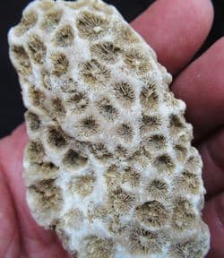 Isastrea cf.explanata from Abingdon