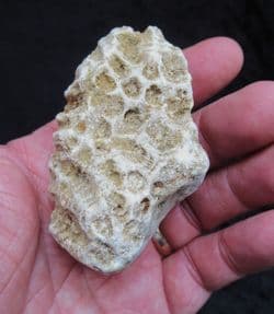 Isastrea cf.explanata from Abingdon