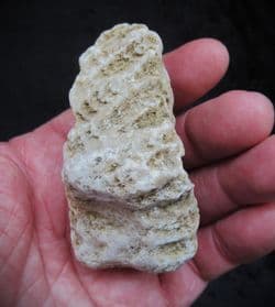 Isastrea cf.explanata from Abingdon