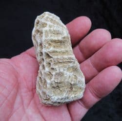 Isastrea cf.explanata from Abingdon