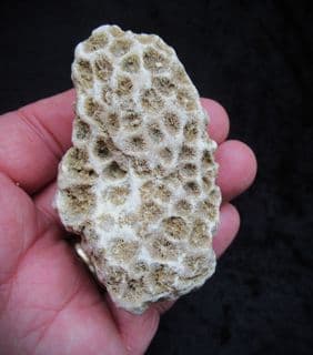 Isastrea cf.explanata from Abingdon