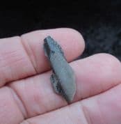 Ischyodus dolloi Chimeroid dental plate