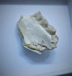 Ischyromys  Typus  (Leidy) Rodent jaw