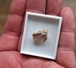 Ischyromys  Typus  (Leidy) Rodent jaw