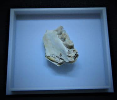 Ischyromys  Typus  (Leidy) Rodent jaw