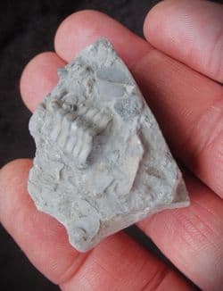 Isocrinus cf. basaltiformis from Gloucester