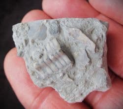 Isocrinus cf. basaltiformis from Gloucester